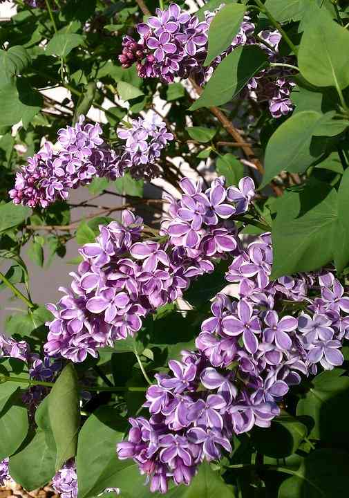 How to Grow Lilacs for Spring Color Dengarden