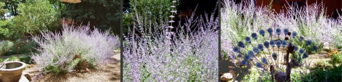 Outdoor Garden - Use blackwater on decorative plants, bushes, and trees outdoors.