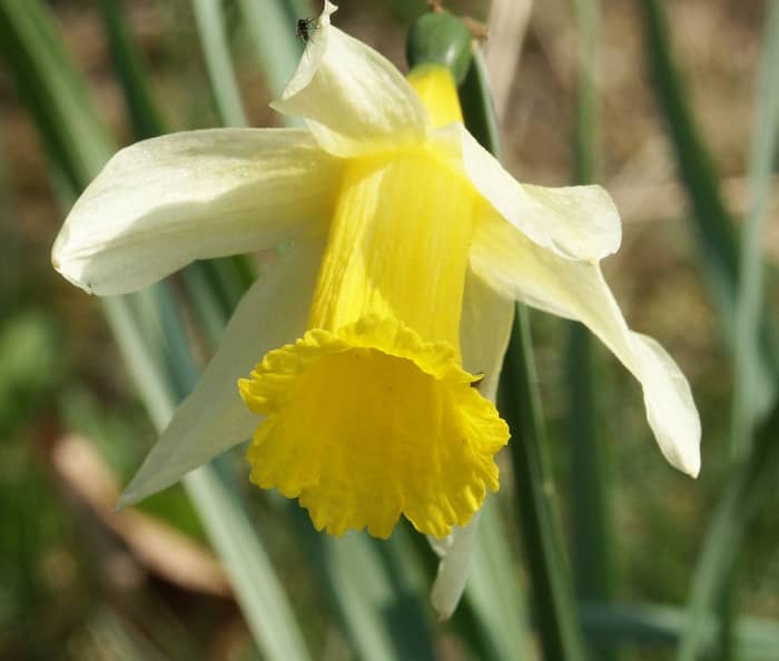 Daffodils are a spring flower. They repel unwanted animals and can protect your other flowers from their untimely demise.