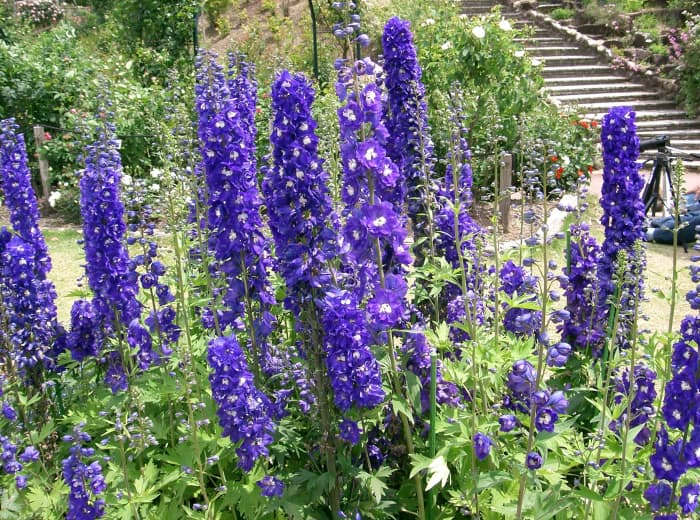 Delphiniums are a beautiful and tall summer flower that enjoys the heat that June, July, and August bring.