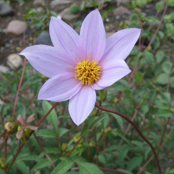 Dahlia is a very beautiful fall flower.