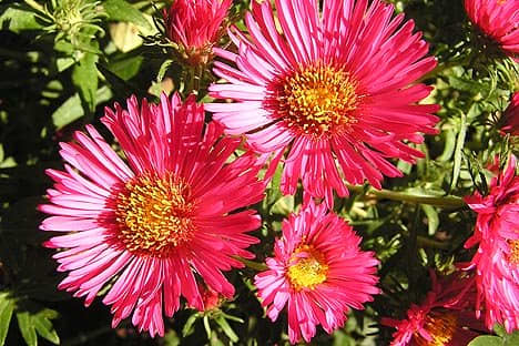 Asters will bloom all year long.