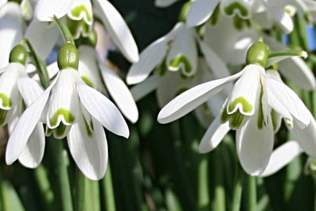 These beautiful flowers endure the cold of winter.