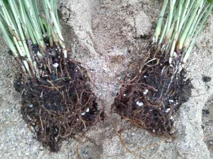 How to Grow and Divide Parlour Palms Dengarden