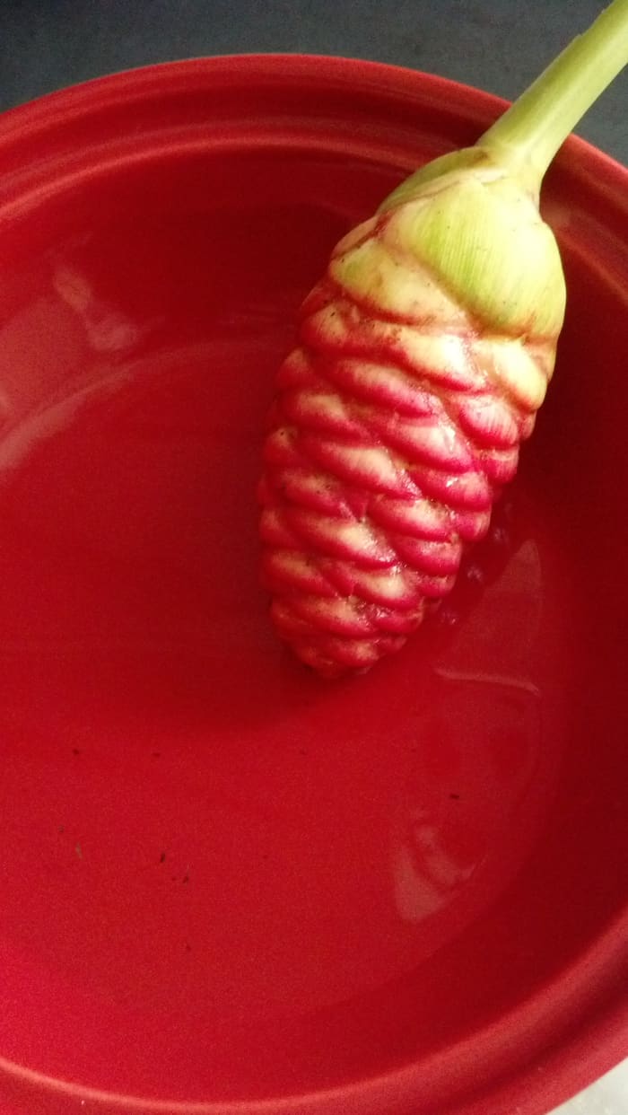 It is now weeks later and the cone is a deeper red. I will use the liquid you see to cleanse my hair and let you know the results. It is very clear and almost escapes your eye.