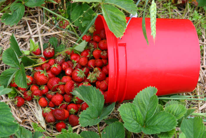 Strawberries prefer an acidic soil pH, and will grow best with a soil pH of 5.5-6.5.