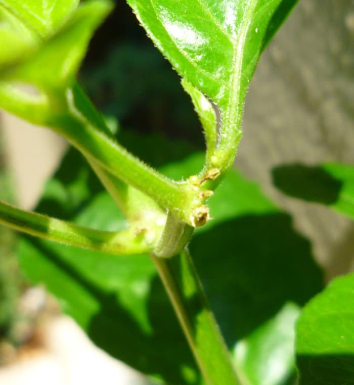 Pepper Plant Blossom Drop Causes And Prevention Dengarden Pepper Plant Blossom Drop Causes And Prevention Dengarden