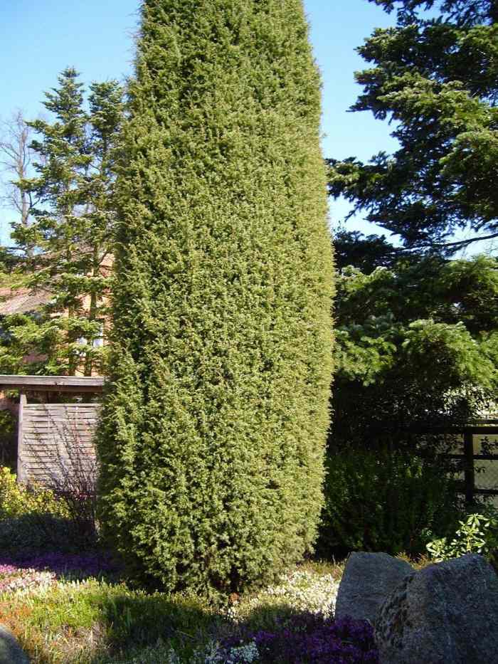 Top 5 Evergreen Privacy Trees That Are Easy to Grow Dengarden