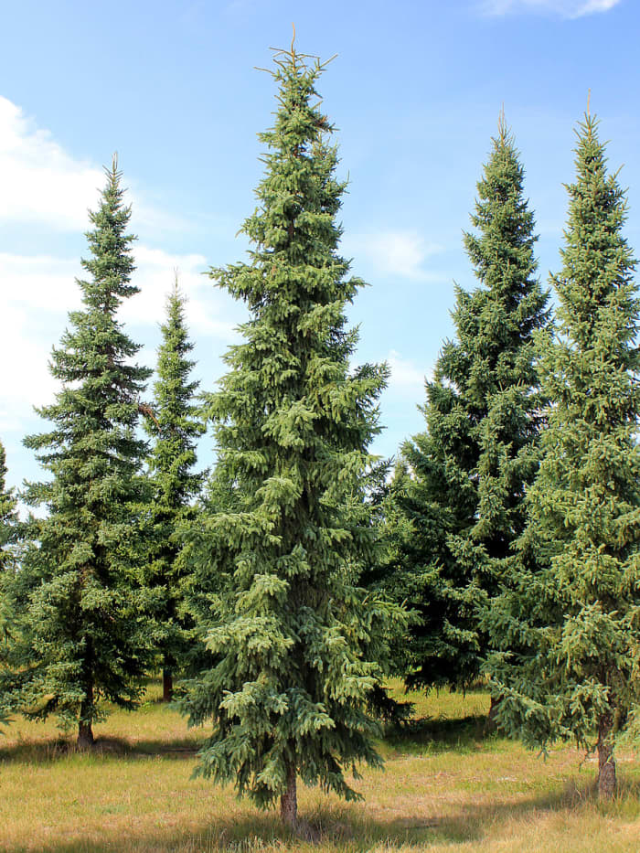 Top 5 Evergreen Privacy Trees That Are Easy to Grow - Dengarden