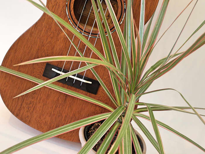 The Effect of Music on Plant Growth Dengarden