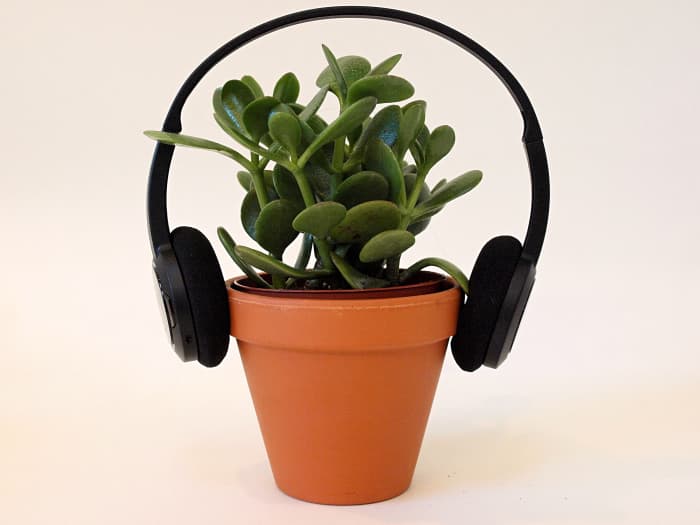 The Effect of Music on Plant Growth Dengarden