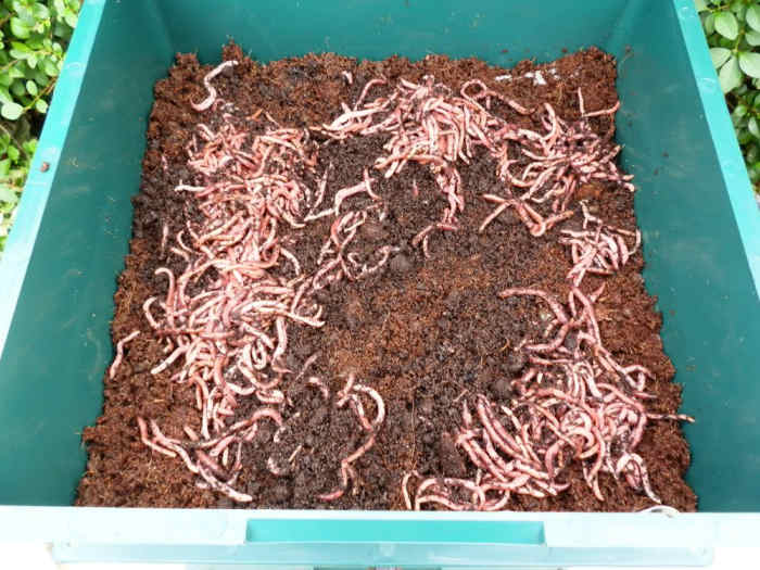 How to Set Up a Worm Composting Bin (With StepbyStep Photo Guide) Dengarden