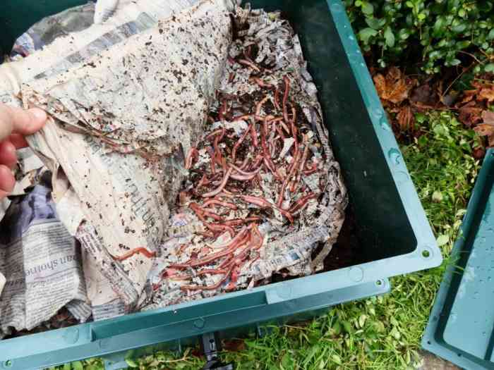 How to Set Up a Worm Composting Bin (With StepbyStep Photo Guide