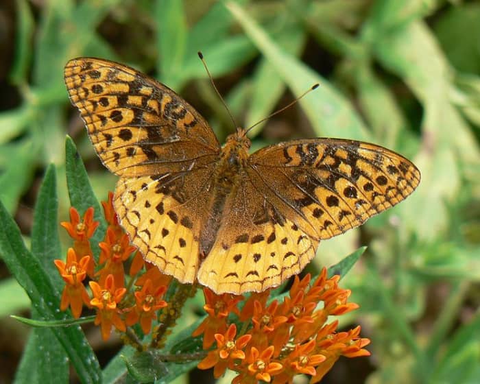ten-beautiful-oklahoma-butterfly-species-and-how-to-attract-them