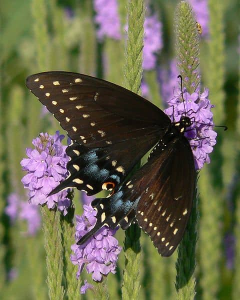 Ten Beautiful Oklahoma Butterfly Species and How to Attract Them ...