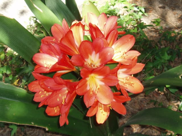 Bright flowers like this amaryllis can really liven up a room - but they need to be in bright light.