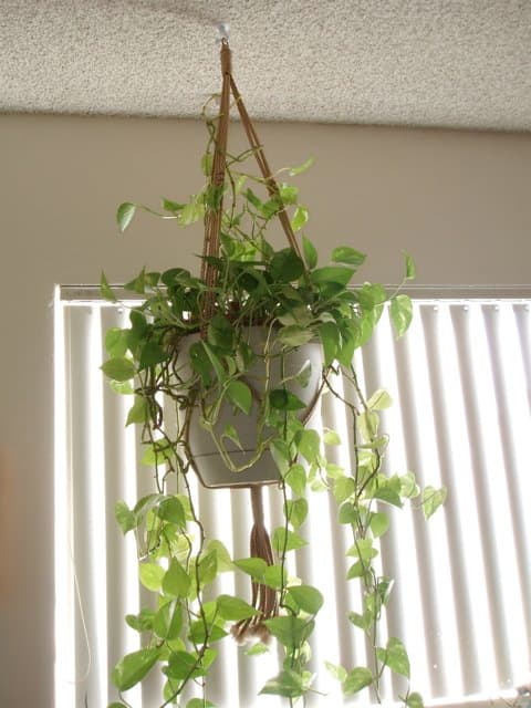 If you like crafts, it's easy to macrame hangers like this one to add height to your plants.