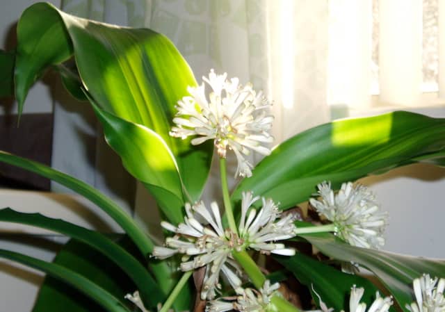 This flower had a surprisingly strong scent that filled the house. Remember when you learned in school that scent is carried by moisture in the air? Another good reason to mist.
