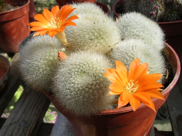 Succulents store water inside their stems. They have thick skin to stop the water from escaping into the dry air outside.