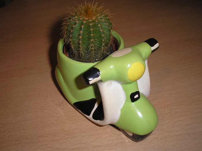 Cactus Characteristics, Types, History, and More Dengarden