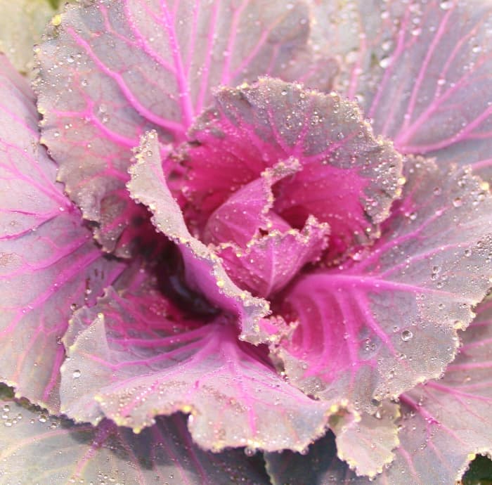 Ornamental cabbage, kale, cauliflower & other members of the Brassica oleracea family produce beautiful, tough leaves with wonderful texture & bold colors perfectly suited to the winter garden.