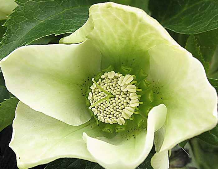 30 Plants and Flowers That Bloom in Winter Dengarden