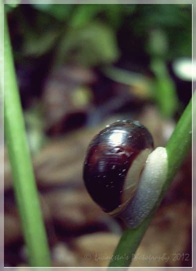 Garden snails can move at the speed of 55 yards per hour, making them the fastest species of snail.