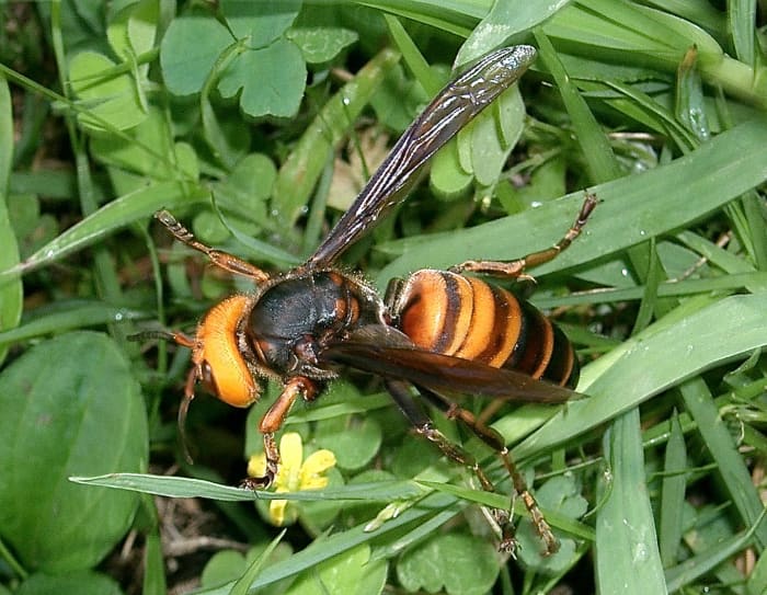 Interesting Facts About Hornets Large Wasps With Paper Nests Dengarden 9148