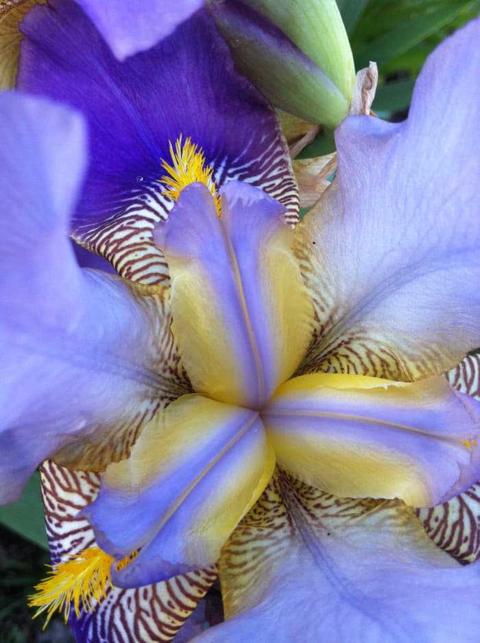 Closeup of an iris bloom.