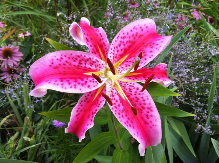 Isn't this beautiful Stargazer lily more interesting than grass?
