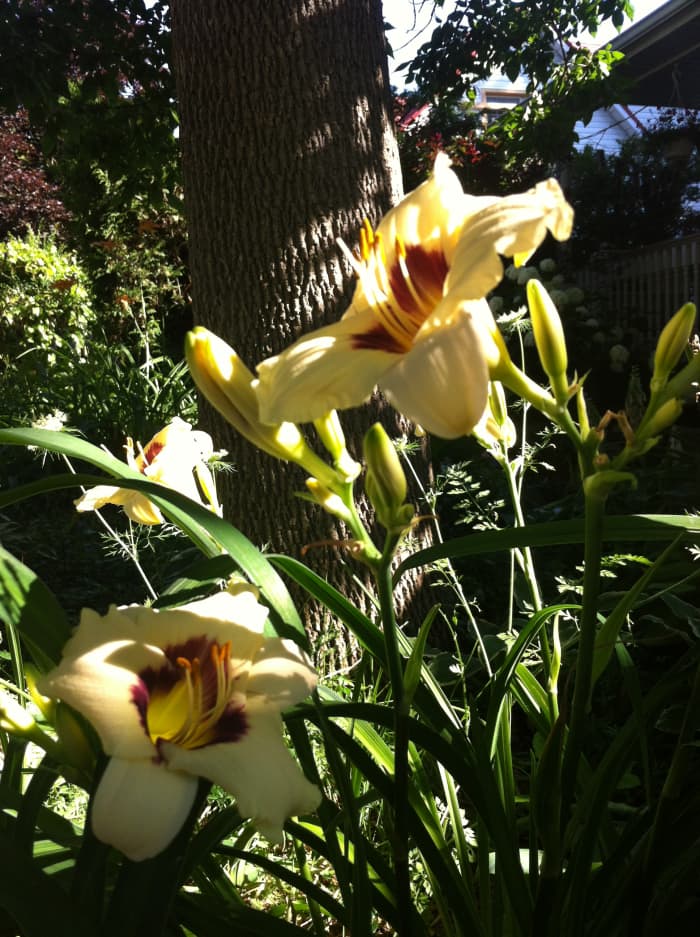 ten-reasons-to-replace-your-front-lawn-with-a-garden