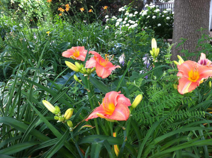 ten-reasons-to-replace-your-front-lawn-with-a-garden