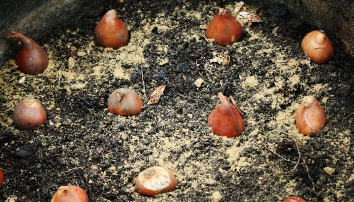 The second layer of our lasagna bulb pot is planted in tulips, which will come up at about the same time as the crocus.