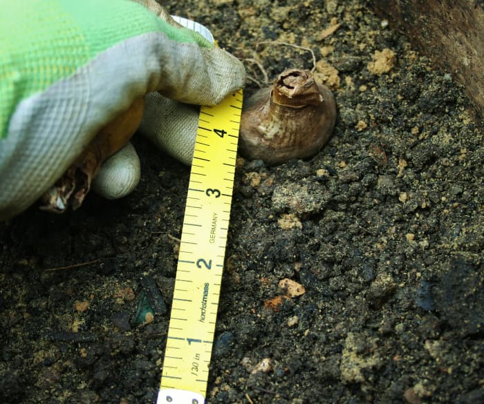 Place the bulbs thickly, so that they're touching, or space them three to four inches apart, depending upon the bulb size.
