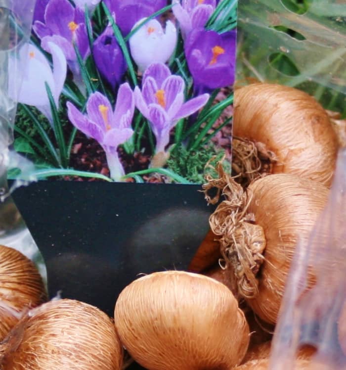 The crocus bulbs will be the first to bloom in our container garden, pushing their hardy shoots through the soil in late winter/early spring.