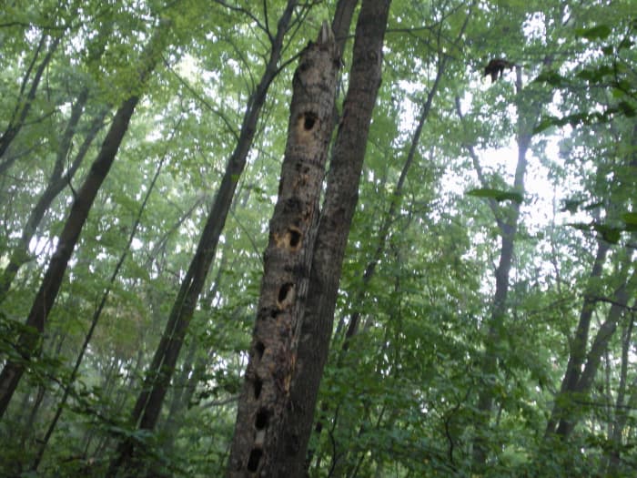 How to Stop Woodpeckers From Damaging Your House - Dengarden