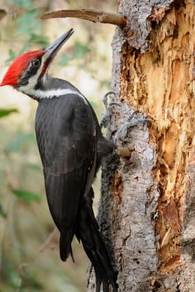 How to Stop Woodpeckers From Damaging Your House - Dengarden