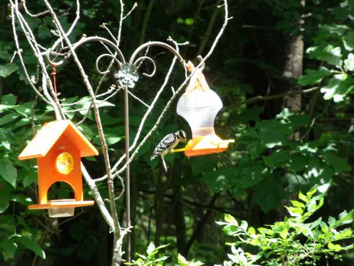 How to Stop Woodpeckers From Damaging Your House Dengarden