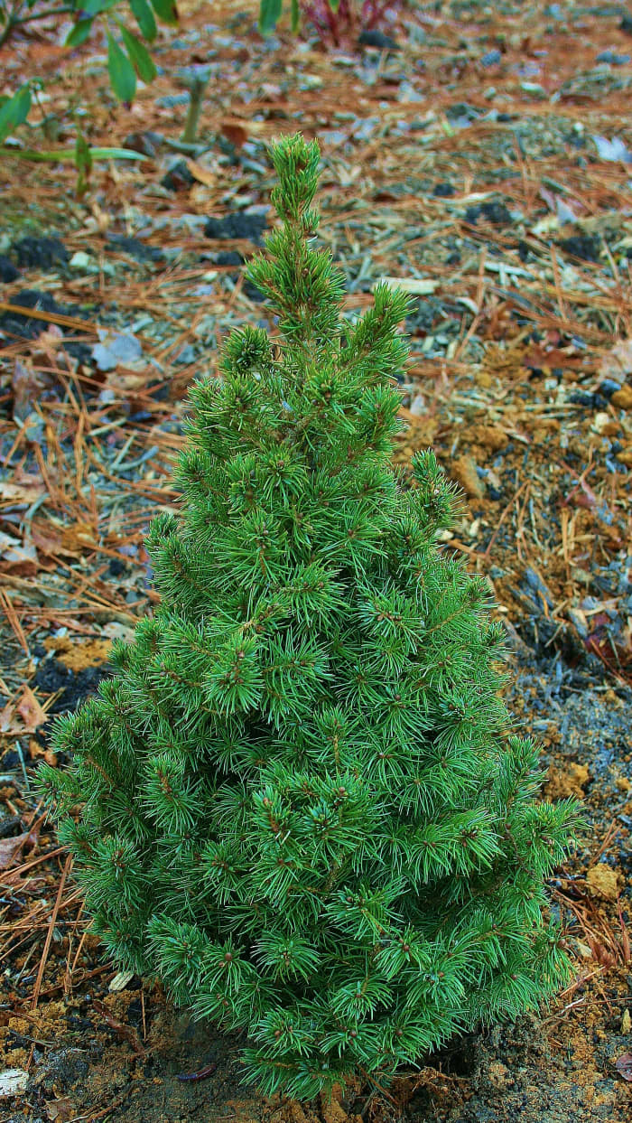Our dwarf Alberta spruce tabletop Christmas tree, planted in a landscaping bed near the woods.