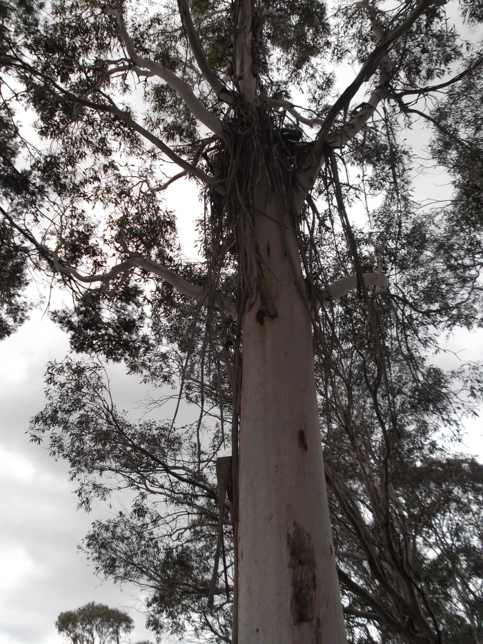 Bark hanging in the tops of the trees provides perfect food for fires, and spreads burning debris.