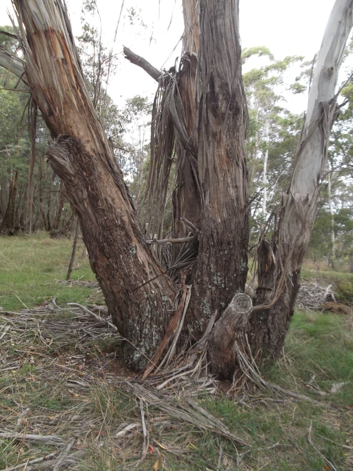 The lower parts of many Australian trees are easily inflamed during grass fires.