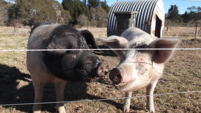 When less than a year old, our previous pigs were already the size of our current miniature pigs. They grew to be huge, then went to another farm to be used for breeding.