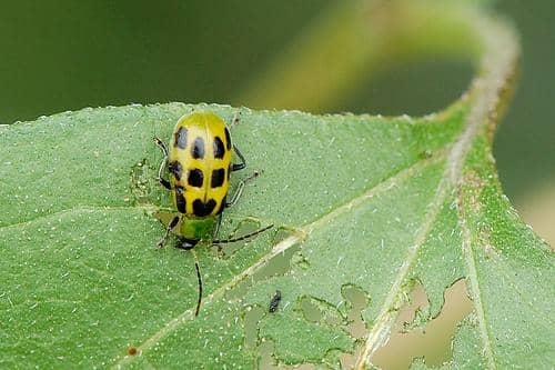 Companion plants may help to keep the dreaded cucumber beetle away.