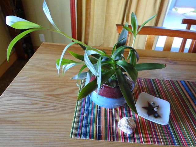 Houseplants watered and fertilized weekly.