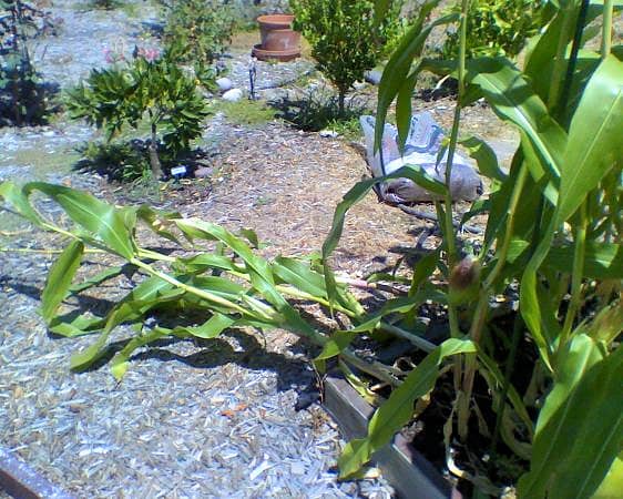Raccoons love corn. They show no remorse after ripping out your corn stalks by their roots.