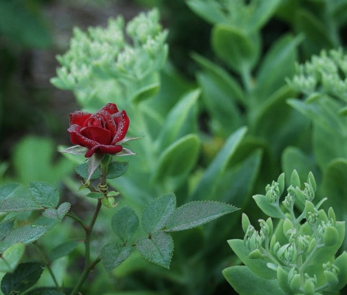In spring, Sedum 'Autumn Joy' greens up, producing silvery foliage that eventually reaches heights of up to two feet. Pictured: Autumn Joy planted near a potted miniature rose bush.