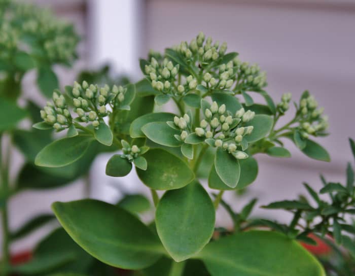 In late spring, Sedum 'Autumn Joy' produces large flower heads with tight, light-green buds.