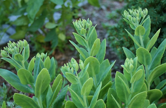 Live Forever sedum grows tall by mid-summer, producing immature flower heads that bloom in autumn.