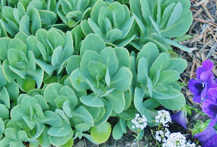 Getting To Know Sedum 'Autumn Joy' Dengarden