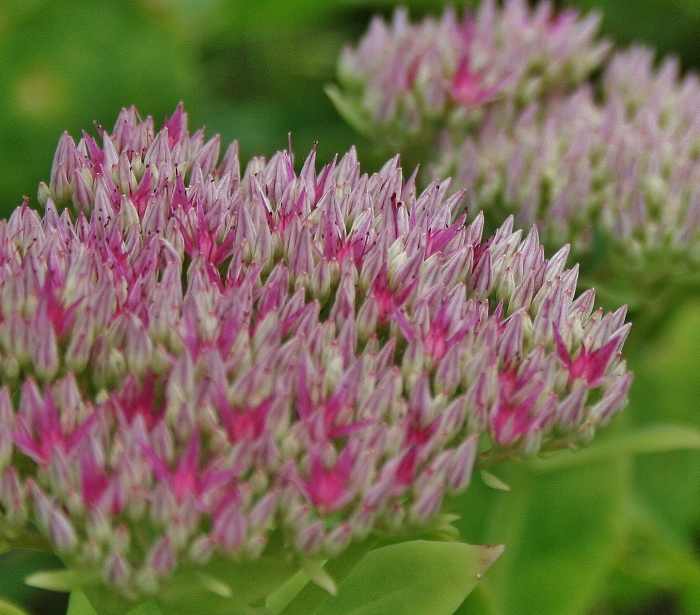 Photo Guide to Sedum 'Autumn Joy' (Live Forever Plant) Dengarden
